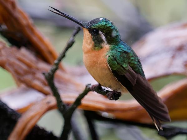 <h3><a href="/trips/costa-rica/biota/animalia/chordata/aves/033 apodiformes/004 trochilidae/lampornis castaneoventris/lampornis castaneoventris-nl.html">Lampornis&nbsp;castaneoventris</a> / White‑throated&nbsp;mountaingem / Roodbuikjuweelkolibrie</h3>OM-1 met M.40-150mm F2.8 + MC-14, 1/2000 sec  bij F4.0, ISO 8000, afstand 1.975&nbsp;m